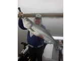 striper 5