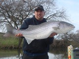 striper 6